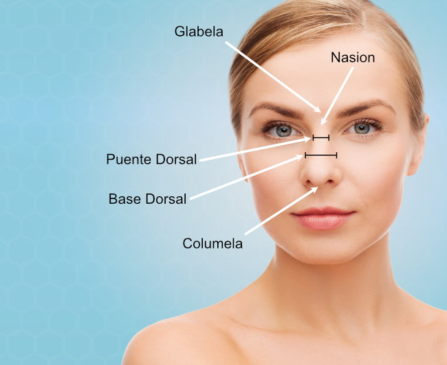 Anatomia de la nariz - Cirugía de Puente Nasal