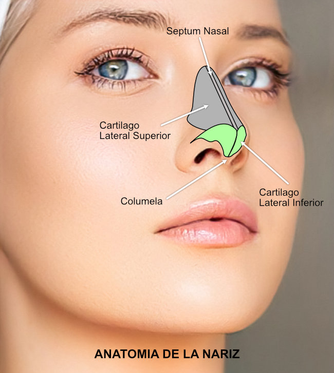 Anatomia de la nariz - Rinoplastia de punta