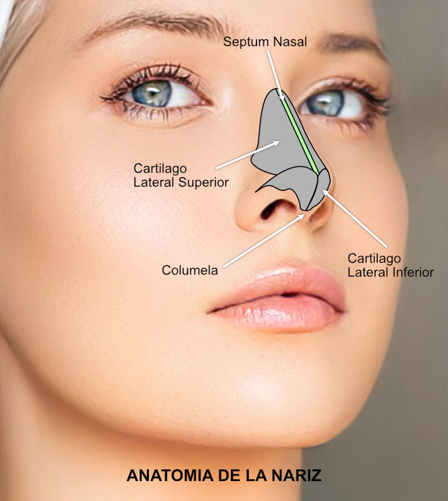 Anatomia de la nariz - Septum Nasal