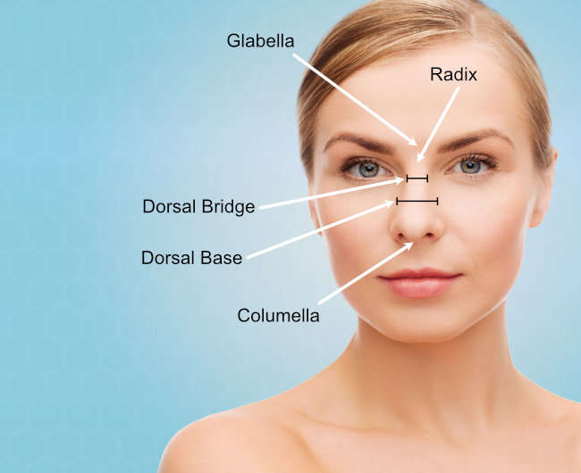 Relevant Nose Anatomy for Dorsal Bridge Surgery